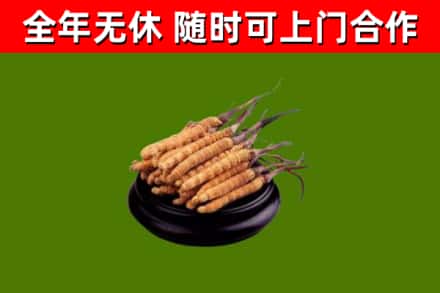 宜兰县回收冬虫夏草
